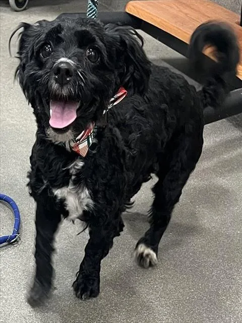 An adult medium-sized female Poodle dog named Cola for adoption in Upper Marlboro, MD