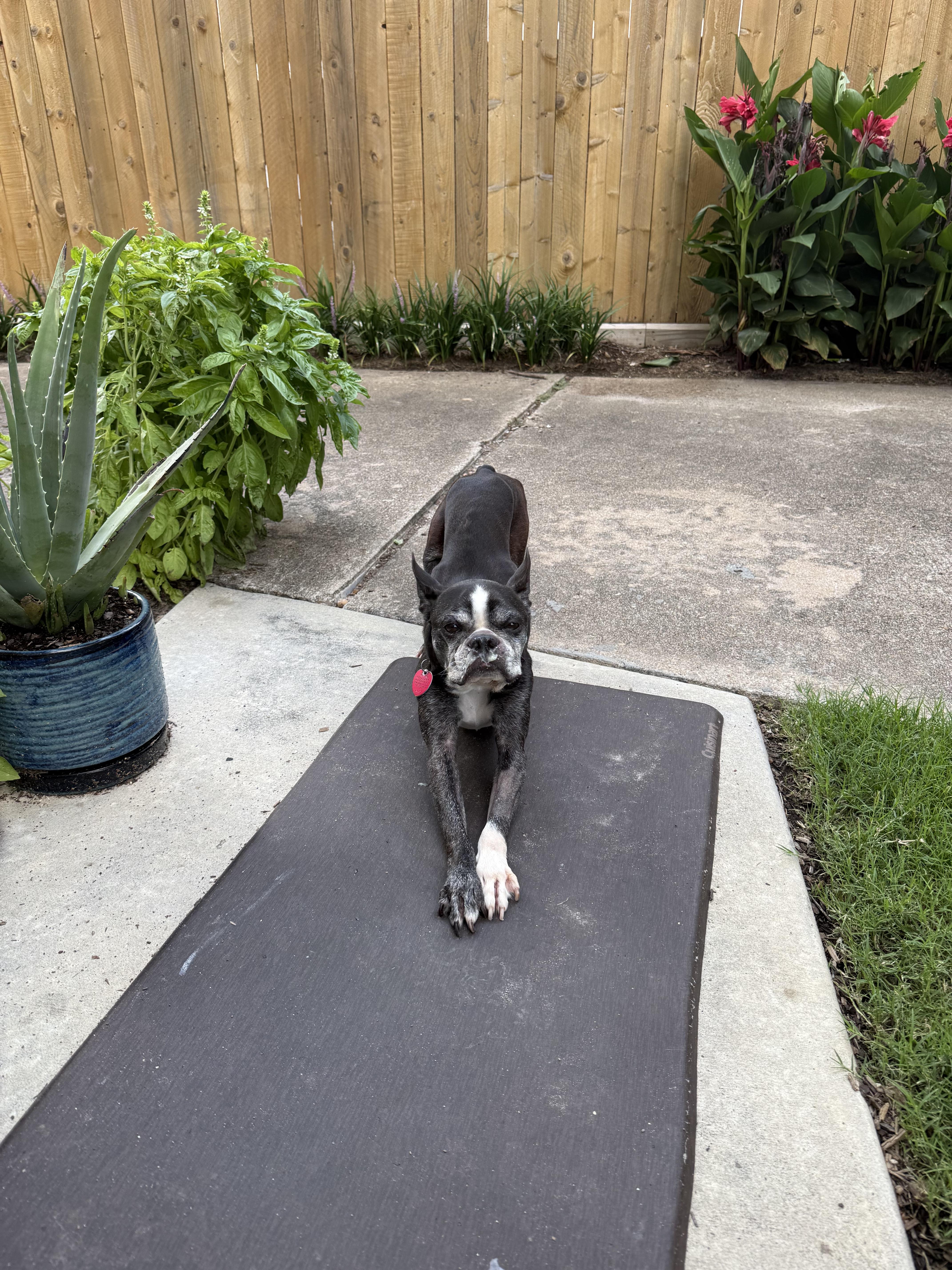 An adult medium-sized male Boston Terrier dog named Buddy for adoption in Van Vleck, TX