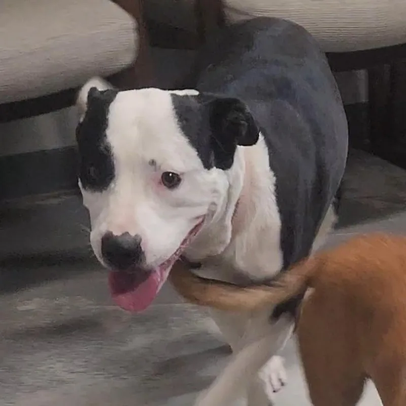 An adult large-sized female White / Cream Mixed Breed dog named Gianna for adoption in Edwardsville, IL