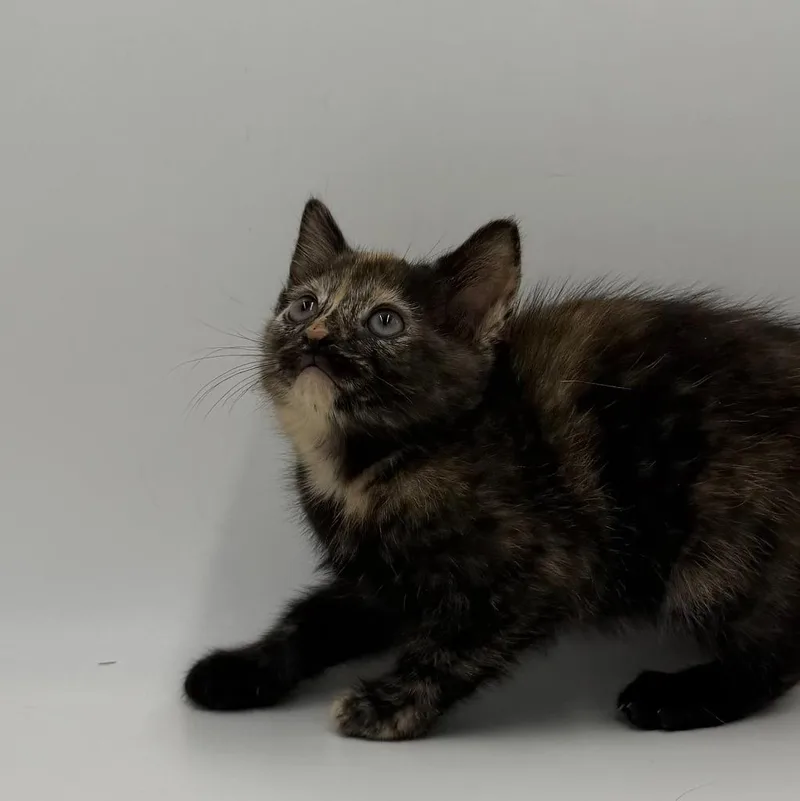 A baby medium-sized female Domestic Short Hair cat named Relish for adoption in State College, PA