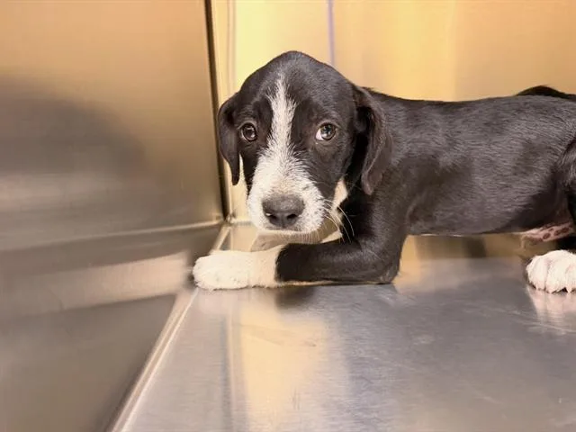 A baby small-sized male German Wirehaired Pointer dog named Waldo for adoption in Tustin, CA