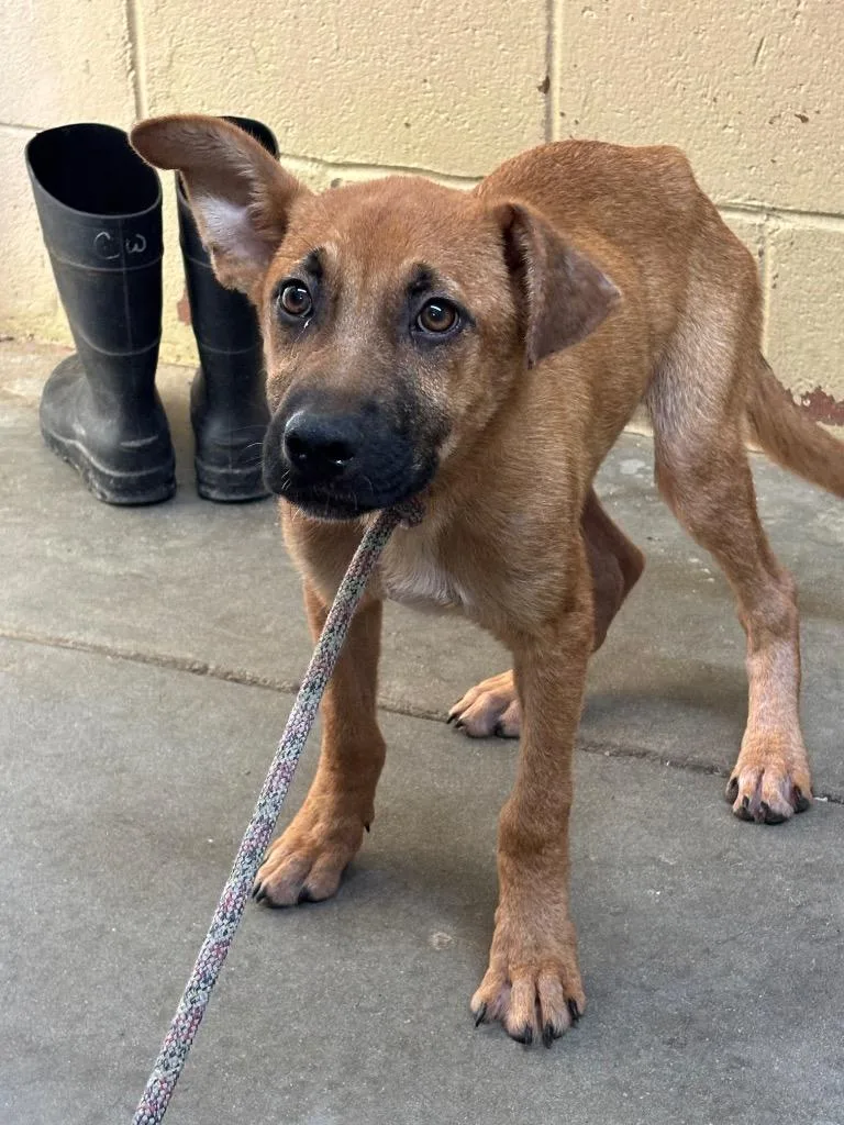 A baby medium-sized male Shepherd dog named Kane for adoption in Swainsboro, GA