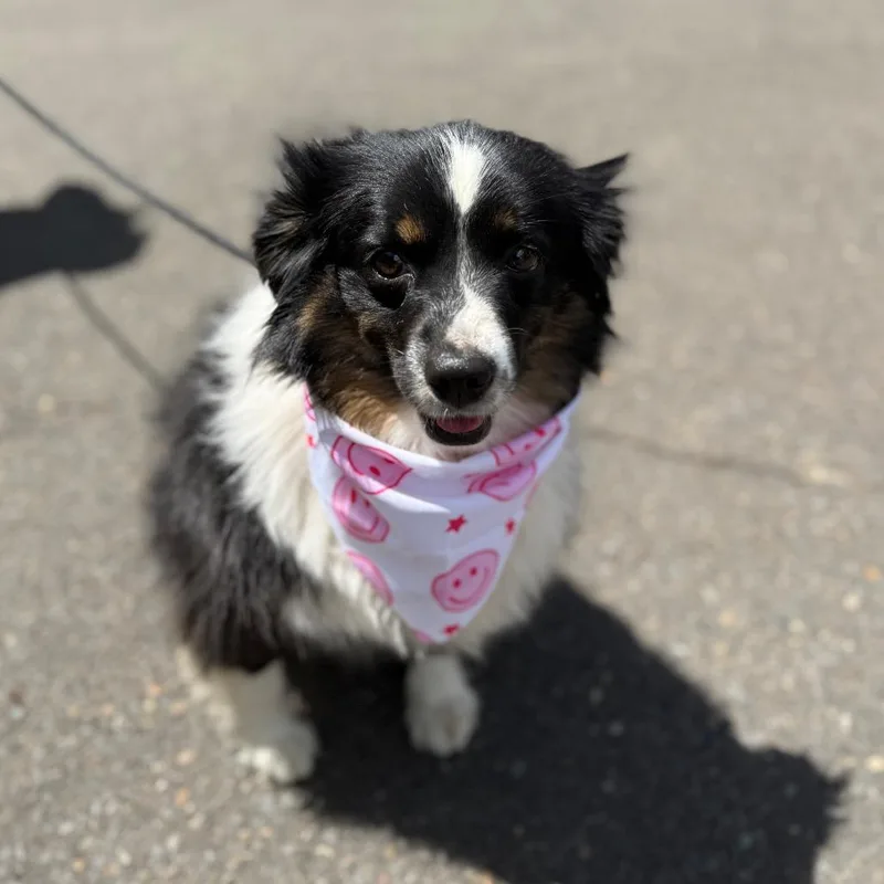 An adult medium-sized female Black Australian Shepherd dog named Beverly for adoption in Newberg, OR