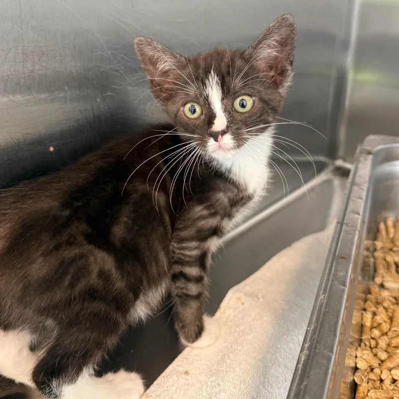 A baby small-sized female Black Domestic Medium Hair cat named Marlowe for adoption in Madisonville, TN