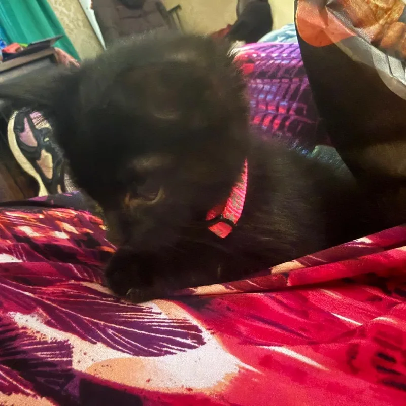 A baby small-sized female Black Domestic Short Hair cat named Mimi for adoption in Ringtown, PA