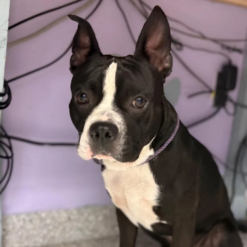 An adult medium-sized male Black Boston Terrier dog named Darwin for adoption in Manhattan, KS