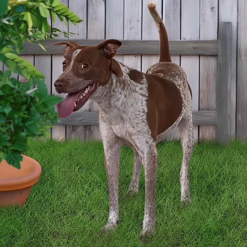 A baby medium-sized male Red / Chestnut / Orange Pointer dog named Rudy for adoption in Weatherford, TX