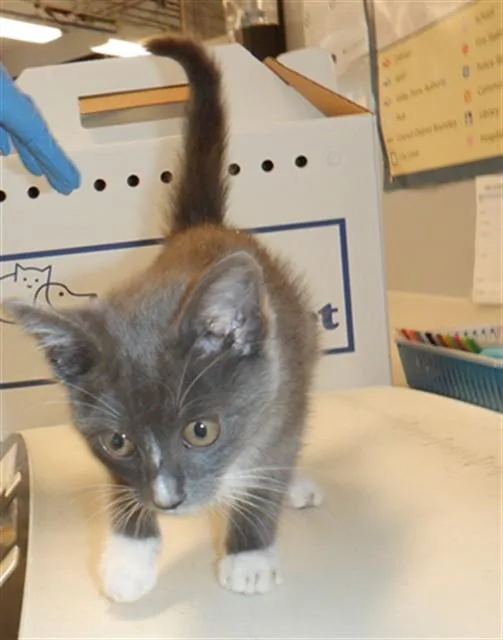 A baby small-sized female Domestic Medium Hair cat named Fish for adoption in San Jose, CA