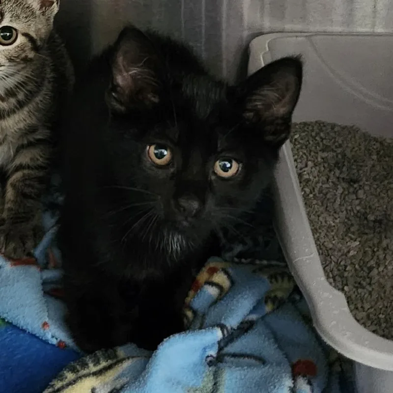 A baby small-sized female Black Domestic Short Hair cat named Pearl for adoption in Columbia Station, OH