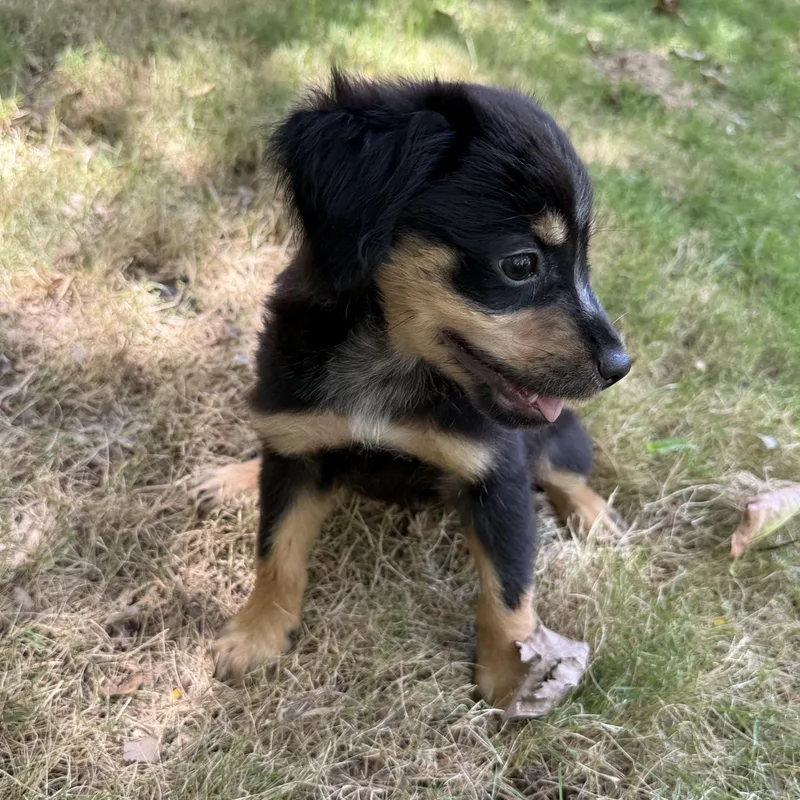 A baby medium-sized female Mixed Breed dog named Cinder for adoption in ISABELA, PR