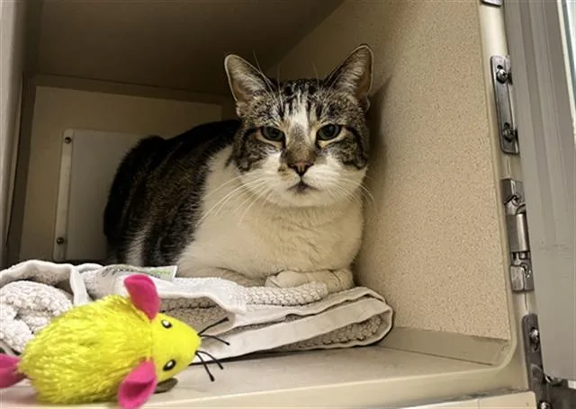 An adult small-sized female Domestic Short Hair cat named Mona for adoption in Denver, CO