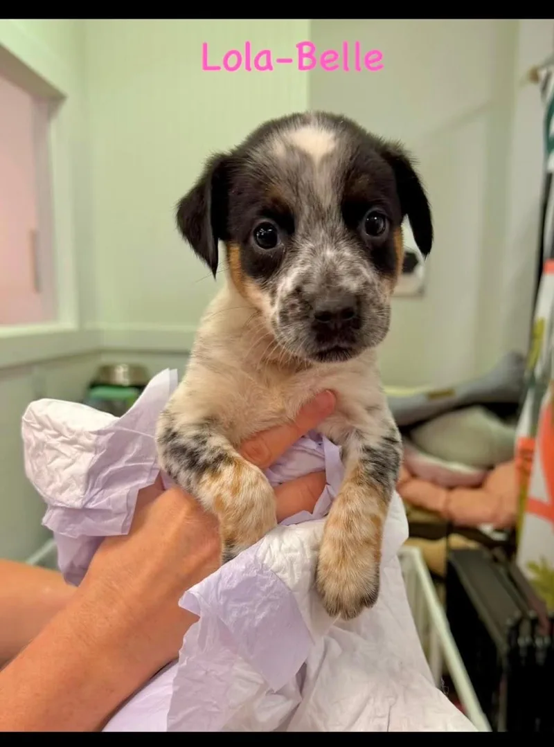 A baby small-sized female Tricolor (Brown, Black, & White) Jack Russell Terrier dog named LolaBelle for adoption in Semmes, AL