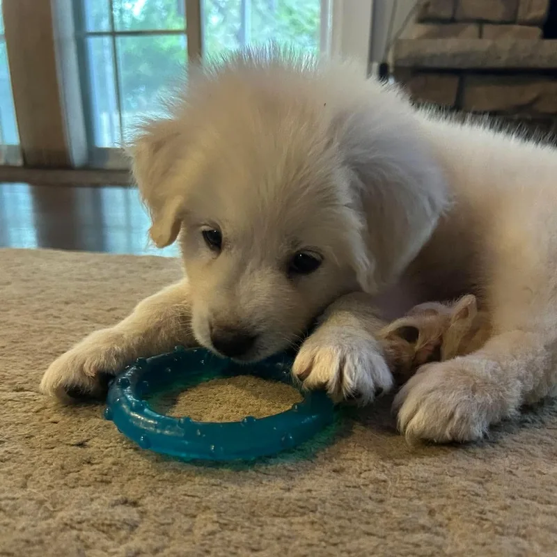 A baby extra large-sized female White / Cream Great Pyrenees dog named Bonnie for adoption in Spring hill, TN