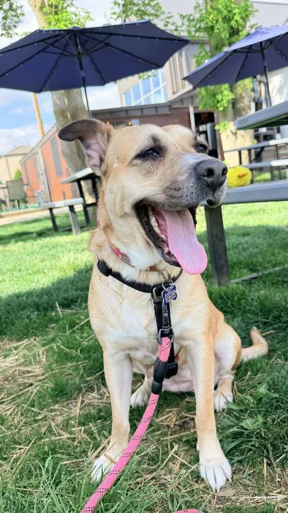 An adult large-sized female Brown / Chocolate Mixed Breed dog named Ash for adoption in New Albany, OH