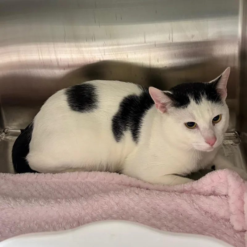 A young large-sized male White Domestic Short Hair cat named Oreo for adoption in Morganton, NC