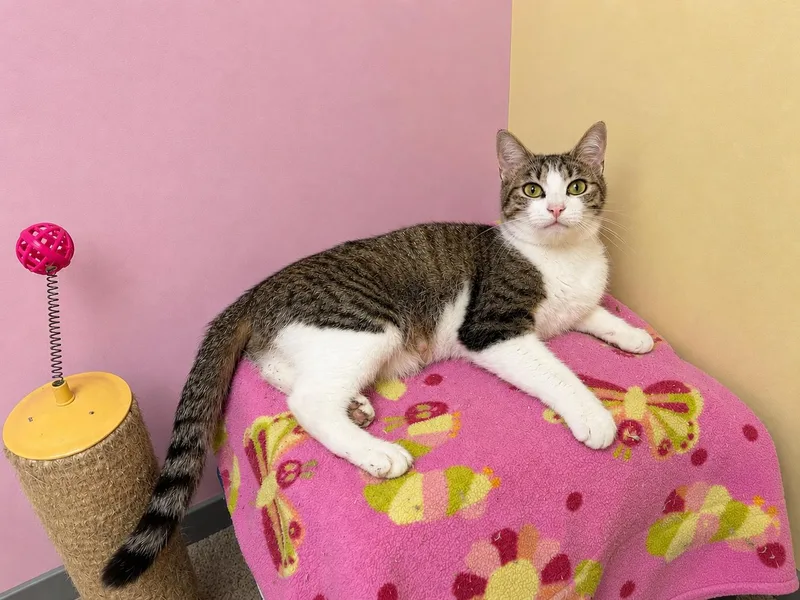 A young medium-sized female Tabby (Brown / Chocolate) Domestic Short Hair cat named Sesame for adoption in Racine, WI