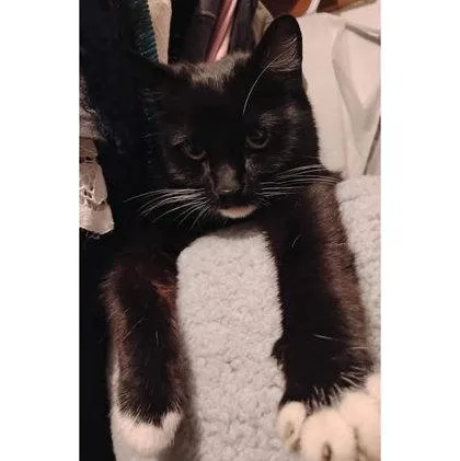 An adult medium-sized female Domestic Short Hair cat named Traveler for adoption in Hudson, MA