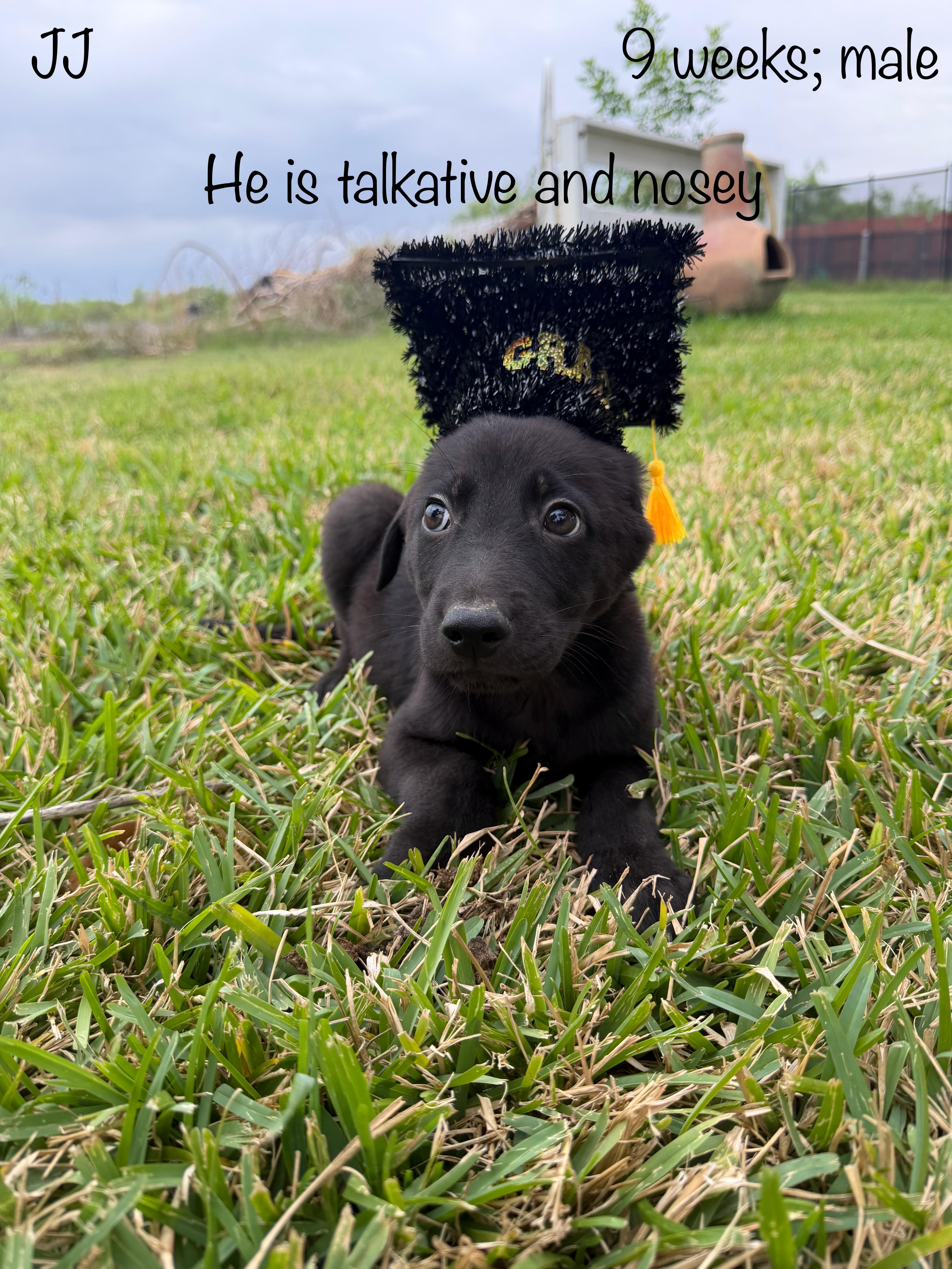 A baby large-sized male Black Black Labrador Retriever dog named Jj for adoption in Paramus, NJ