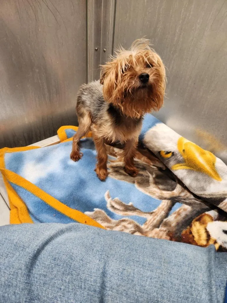 An adult medium-sized female Yorkshire Terrier dog named Dog Kennel for adoption in Greenville, TX