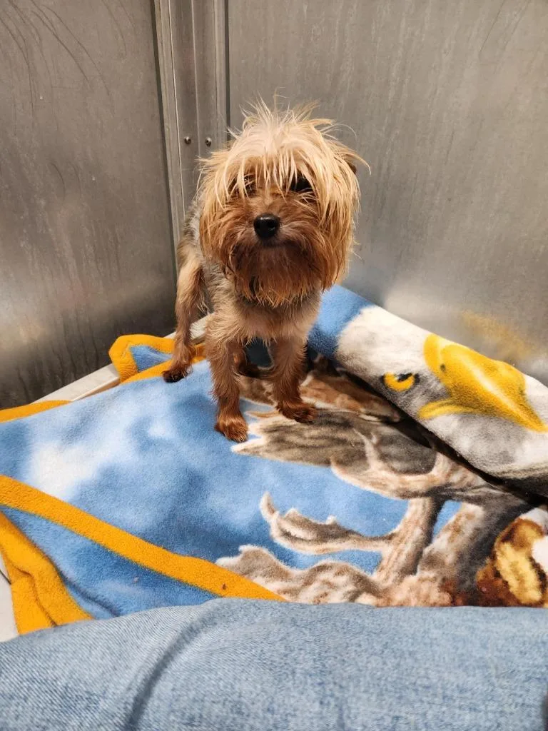 Dog Kennel thumbnail 2