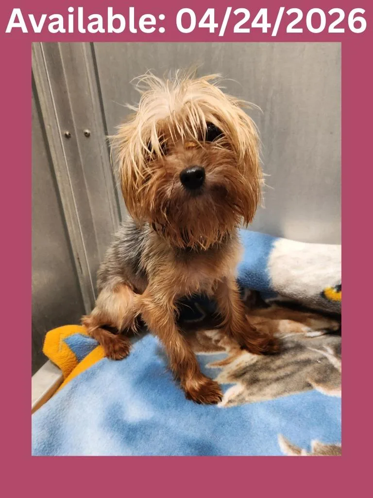 Dog Kennel thumbnail 3