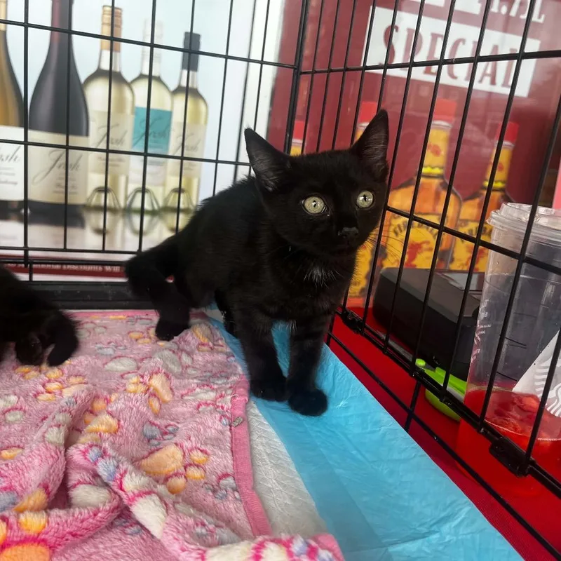 A baby small-sized female Black Domestic Short Hair cat named High Tide for adoption in Pasadena , MD