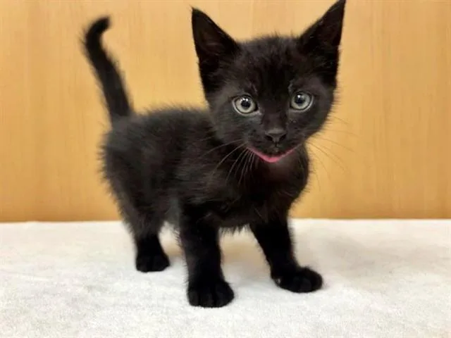 A baby small-sized female Domestic Short Hair cat named Gigi for adoption in Saint Louis, MO