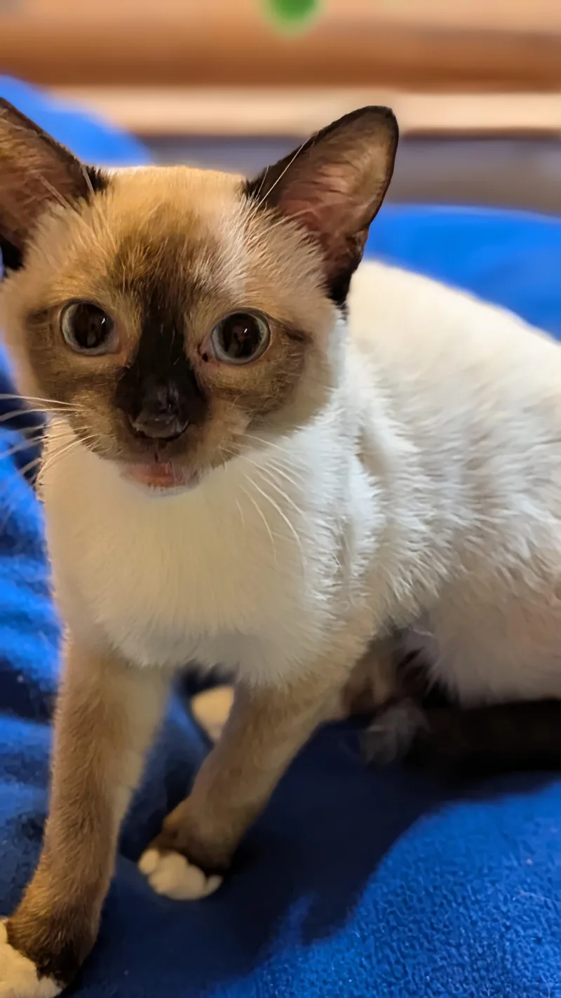 A young medium-sized female Siamese cat named Yuki for adoption in Pena Blanca, NM