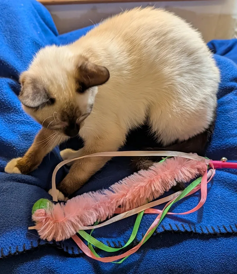Yuki thumbnail 2
