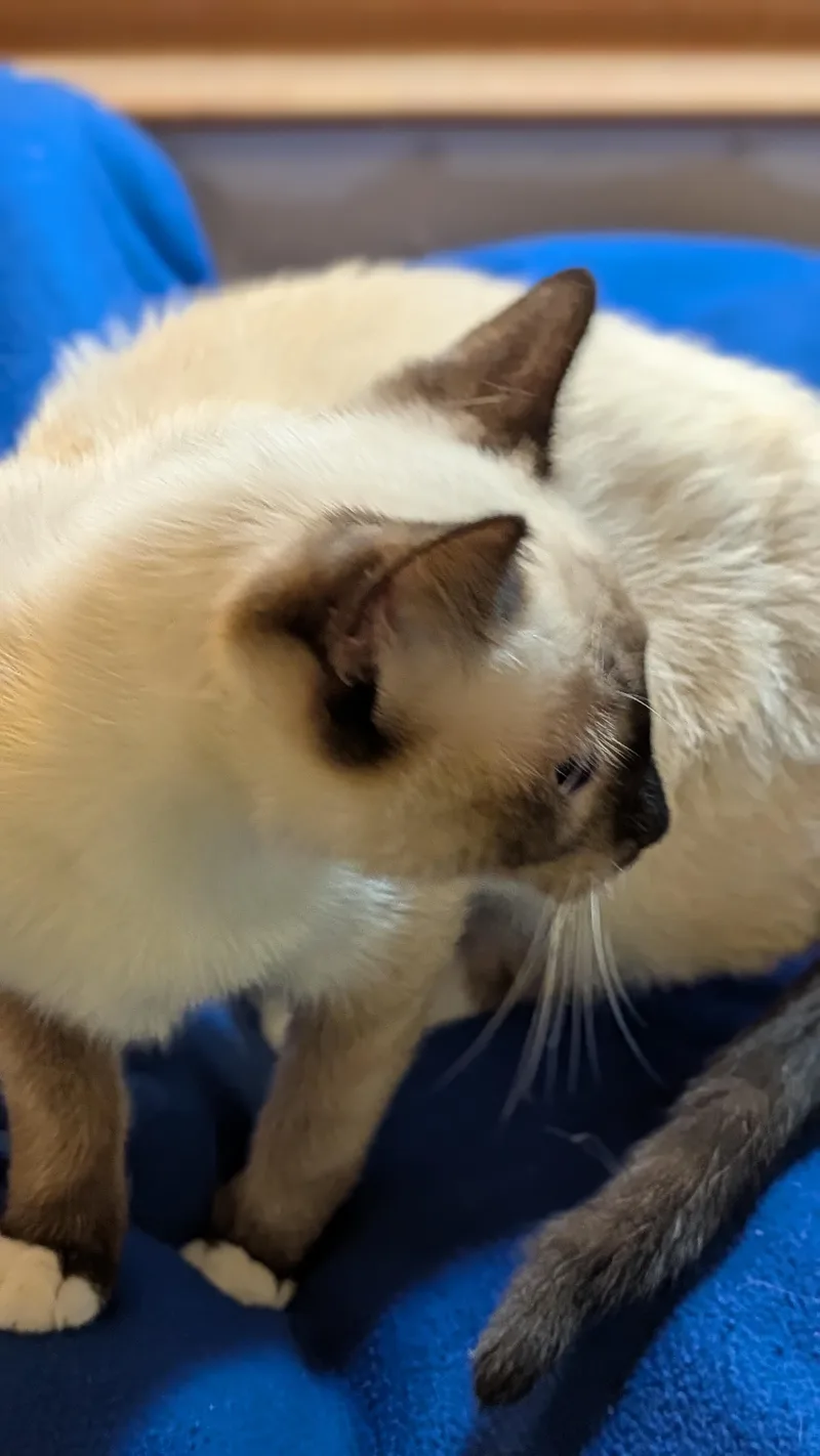 Yuki thumbnail 3