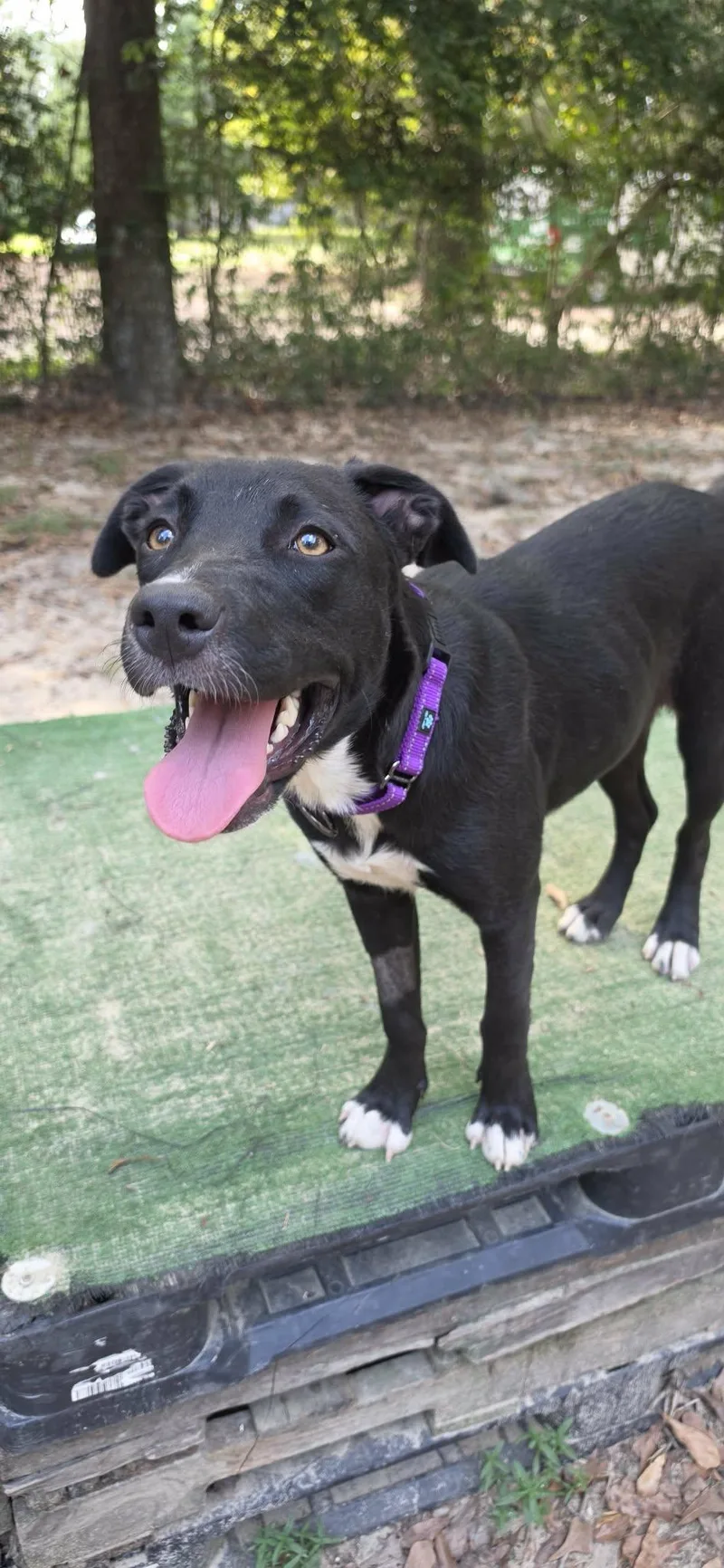 A baby medium-sized female Black Hound dog named Sadie for adoption in BONIFAY, FL