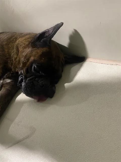 An adult large-sized male Boxer dog named Ira for adoption in Bakersfield, CA