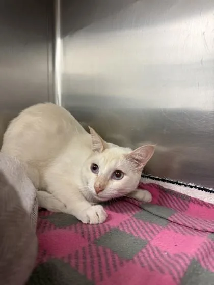 An adult medium-sized male Domestic Short Hair cat named Junior for adoption in North Miami Beach, FL