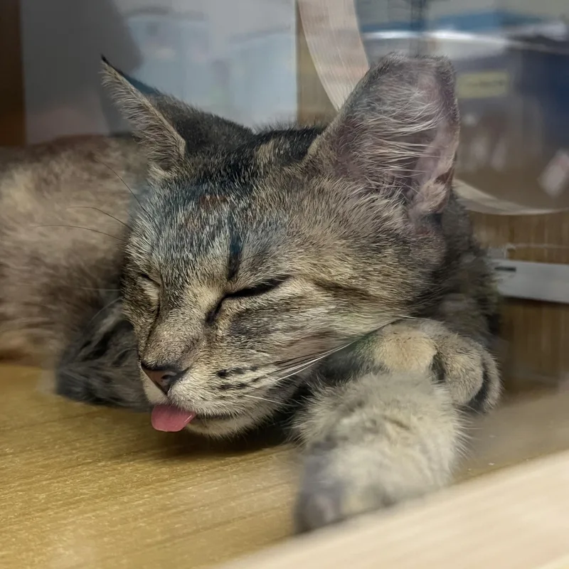 A young medium-sized female Tabby (Brown / Chocolate) Domestic Short Hair cat named Patryce for adoption in Manhattan, KS