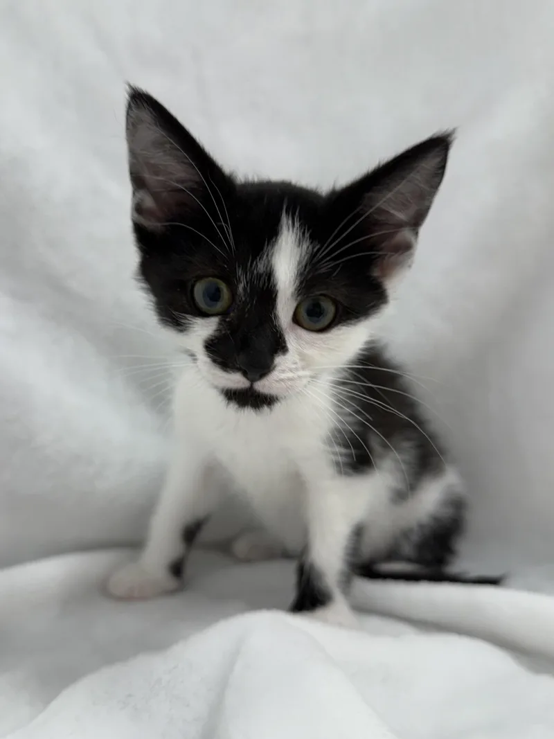 A baby medium-sized female Black & White / Tuxedo Domestic Short Hair cat named Twinkle Toes for adoption in Greensboro, NC