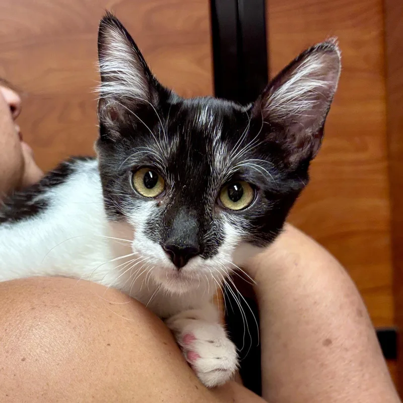 A baby medium-sized male Domestic Short Hair cat named Batman for adoption in Sonora, CA