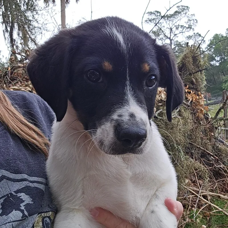 A baby medium-sized male White / Cream Mixed Breed dog named Clayton for adoption in Williston, FL