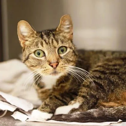 An adult small-sized male Gray / Blue / Silver Domestic Short Hair cat named Kirby Oliver for adoption in Atlanta, GA