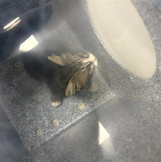 A baby small-sized female Domestic Short Hair cat named Bonnie for adoption in Naples, FL