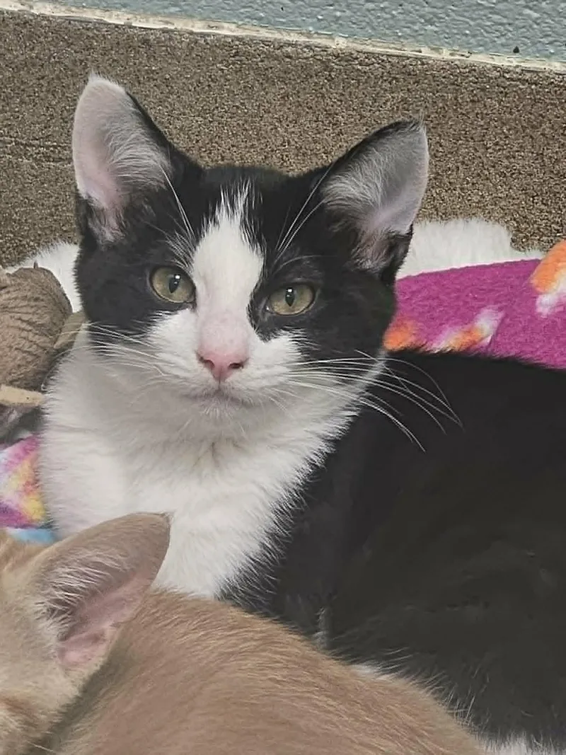 A young medium-sized male Black & White / Tuxedo Domestic Short Hair cat named Stylin Subpoena for adoption in Mount Juliet, TN