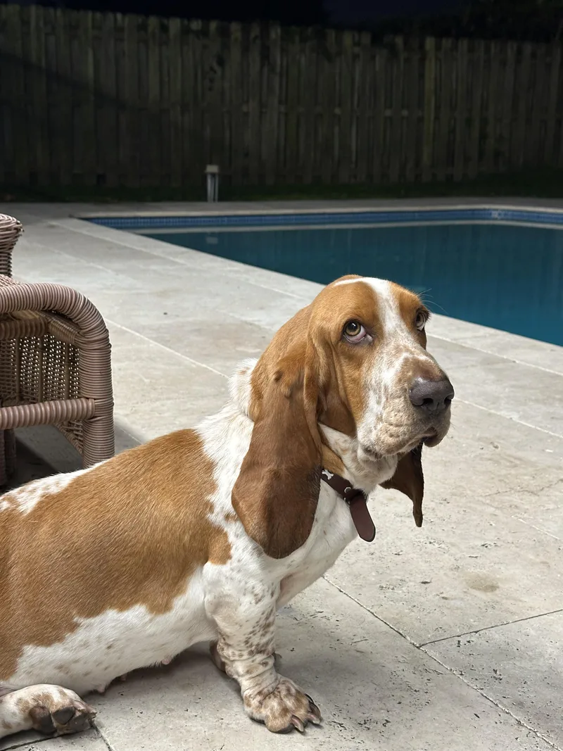 A young medium-sized female Basset Hound dog named Sage for adoption in Auburndale, FL
