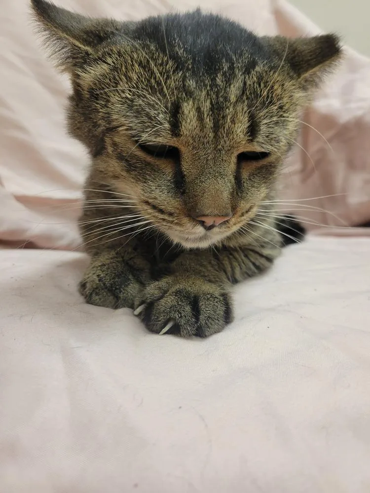 An adult medium-sized male Domestic Medium Hair cat named Pickles for adoption in Lorain, OH