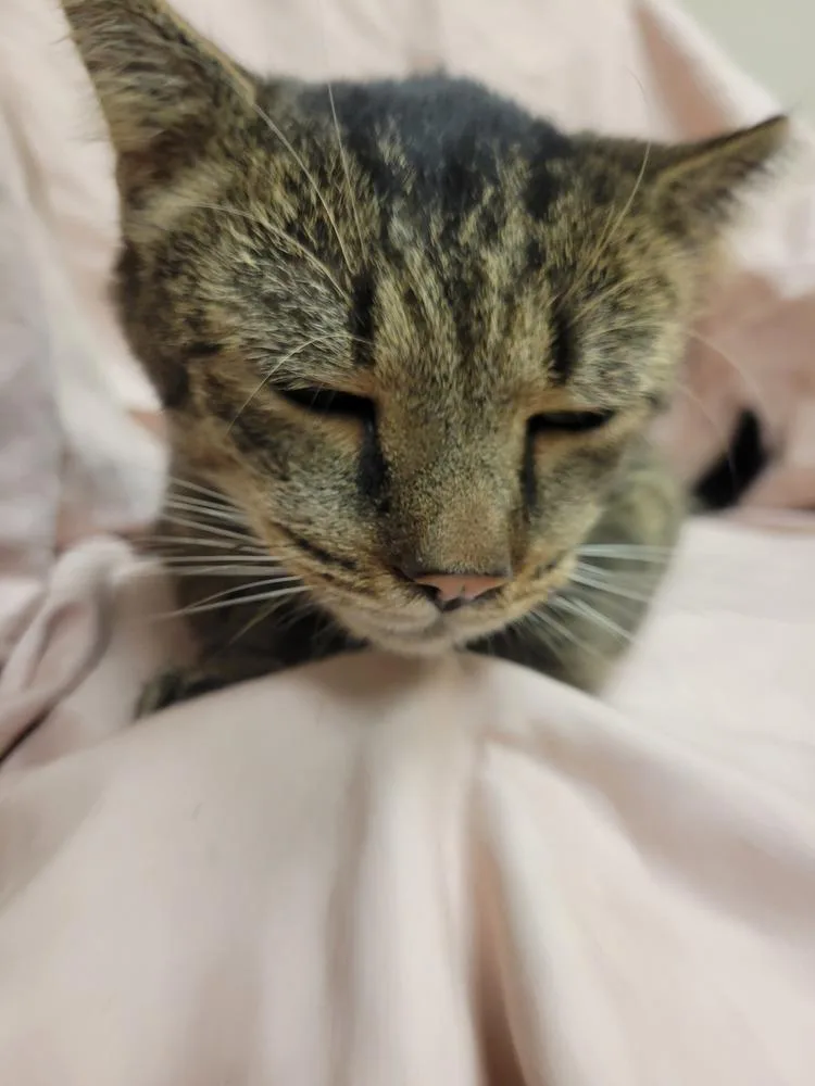 Pickles thumbnail 2