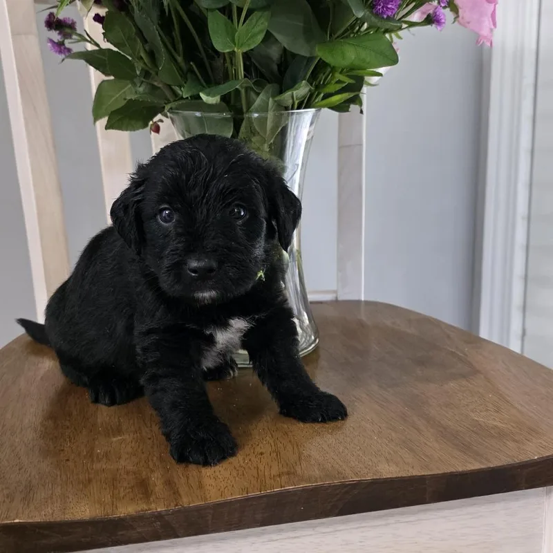 A baby small-sized male Black Mixed Breed dog named Buck  Eugene for adoption in Hamilton, GA