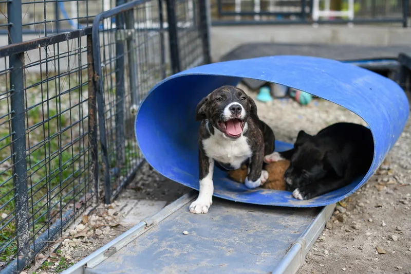 A baby medium-sized female Brindle Mixed Breed dog named Marlow for adoption in BONIFAY, FL