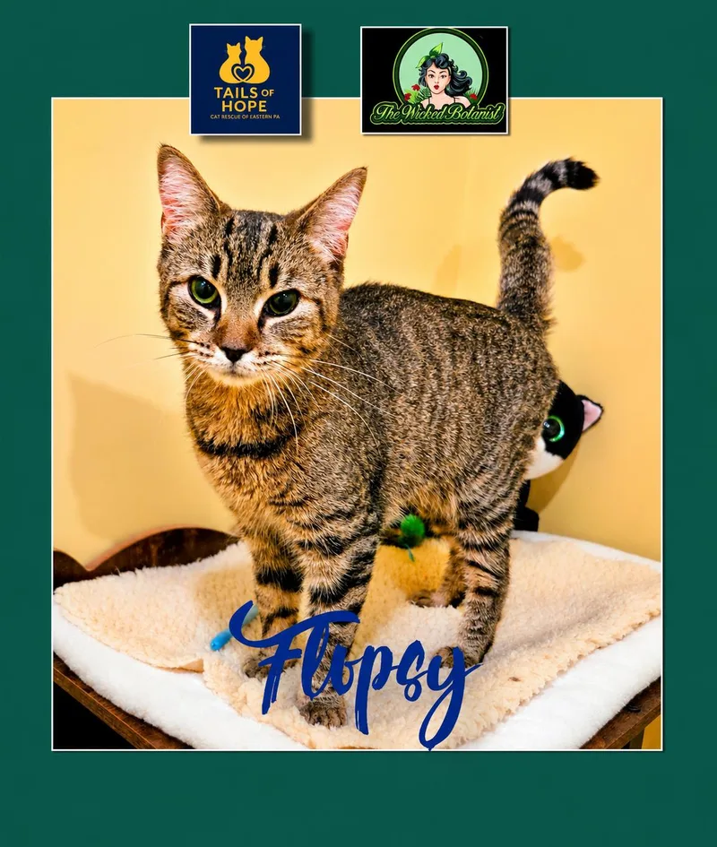 A young medium-sized female Domestic Short Hair cat named Flopsy for adoption in Allentown, PA