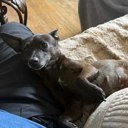 An adult small-sized female Black Chihuahua dog named Chippy for adoption in Dayton, OH