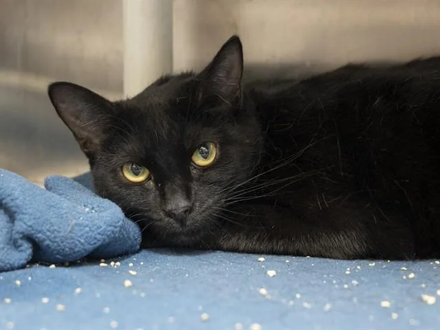 A young small-sized female Domestic Short Hair cat named Mia for adoption in Phoenix, AZ