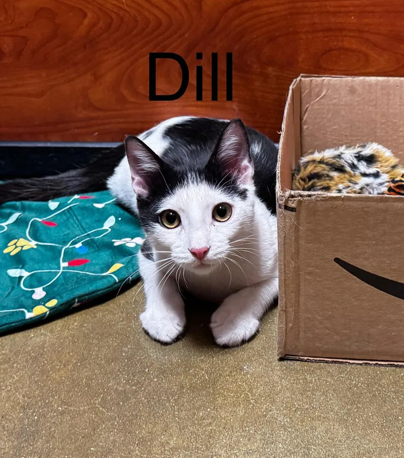A baby medium-sized male Black & White / Tuxedo Tuxedo cat named Dill for adoption in Tucson, AZ