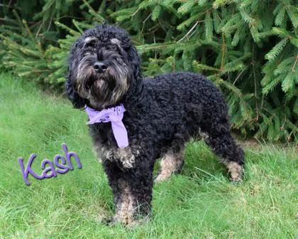 An adult small-sized male Cocker Spaniel dog named Kash for adoption in Parma, OH